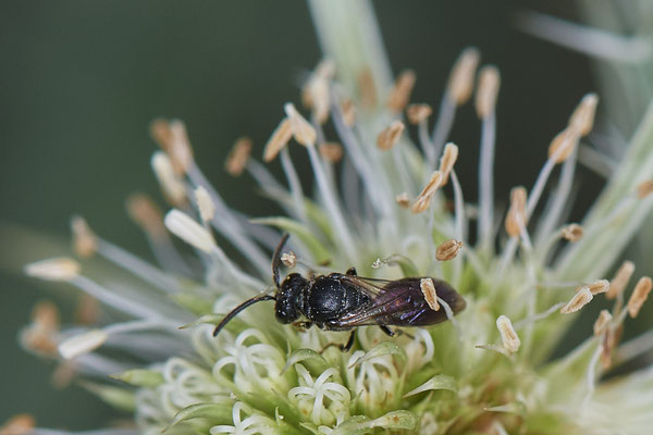 Nr.1078 - Hylaeus sp. - WES Rheinbrücke Büdericher Insel - 51°38`40.99" 6°36`30.54" - (09.08.2019)