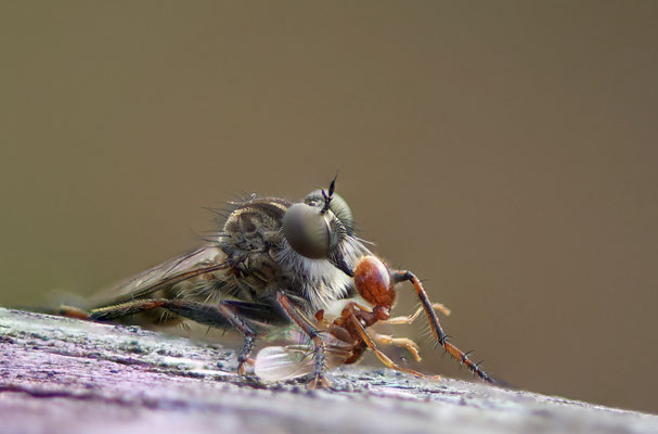 Raubfliege mit Beute