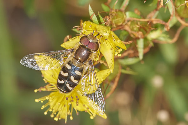 Nr.21-2/02 - Mondfleck-Feldschwebfliege - Eupeodes luniger - OB Brammenring (08.11.2018)