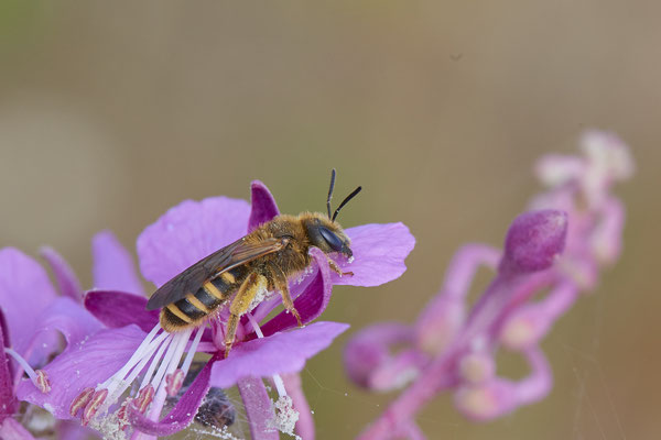 Nr.0917 - Halictus scabiosae / Gelbbindige-Furchenbiene - OB LMB - 51°29`11.55" 6°53`53.48" - (28.06.2019)