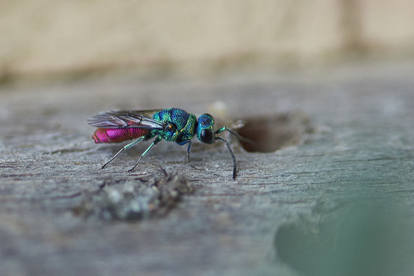 Goldwespe-Chrysis-Ignita