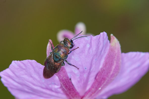 Nr.0955 - Hedychrum rutilans / Goldwespe - OB LMB - 51°29`11.55" 6°53`53.48" - (03.07.2019)