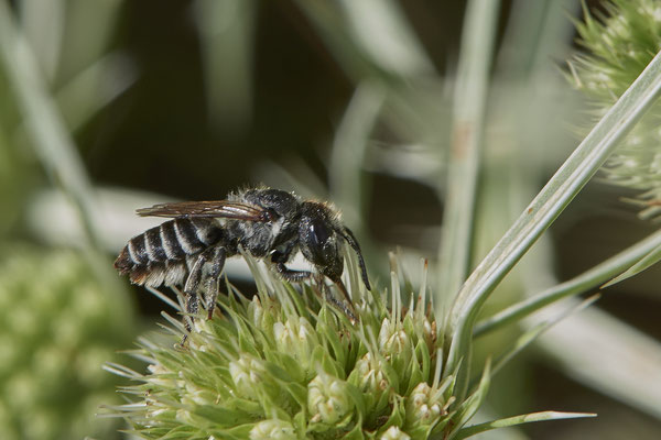 Megachile sp. - Dinslaken Emschermündung - (18.08.2020)