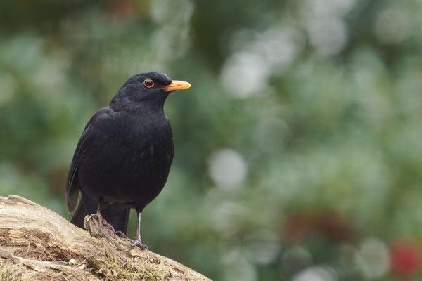 Amsel