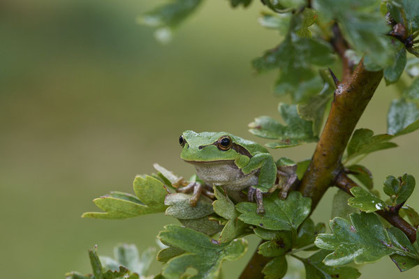 Laubfrosch - (20.08.2021)
