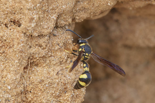 Nr.1311 - Eumenes sp. / Töpferwespe - OB LMB - 51°29`11.55" 6°53`53.48" - (06.09.2019)