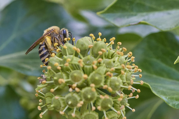 Nr. 03/08 - Colletes hederae (Efeu-Seidenbiene) - Dinslaken-Hiesfeld Kirchstraße gegenüber vom Mühlenmuseum ( 20.09.2018 )