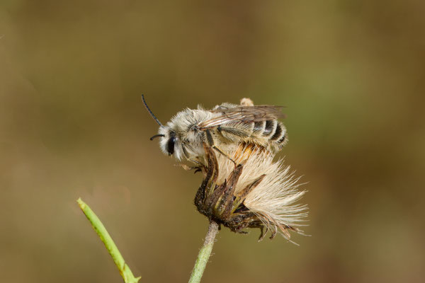 Braunbürstige Hosenbiene