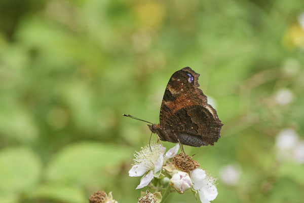 Tagpfauenauge - Hünxe - (25.06.2022)
