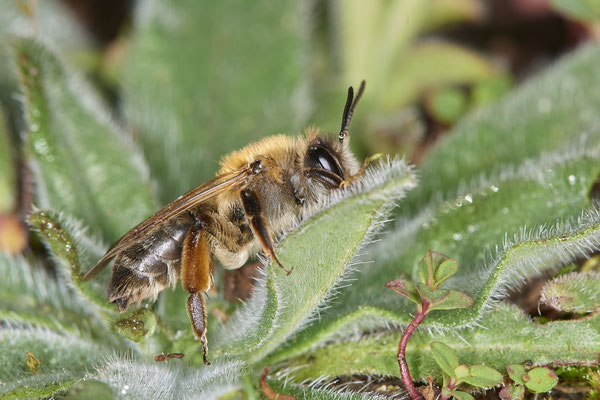 Nr.0090 - Andrena tibialis - DU - Landschaftspark-Nord - 51°29`05.93" 6°47`10.74" - (29.03.2019)