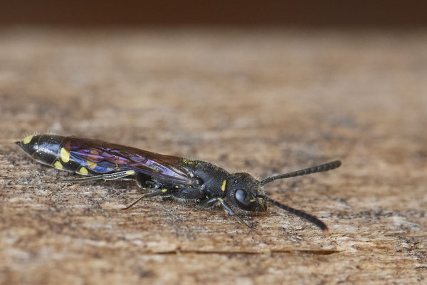 Nr.0587 - Sapyga clavicornis / Keulenwespe - Nabu-Naturschutzhof Nettetal - 51°19`29.92" 6°15`01.26" - (23.05.2019)