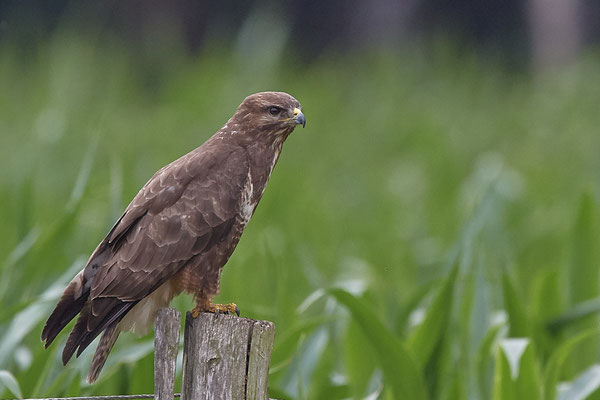 Mäusebussard