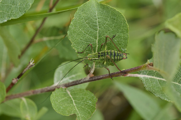 Säbelschrecke spec.