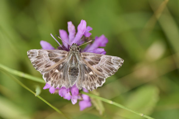 Malven-Dickkopffalter