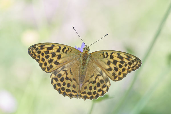 Kaisermantel - (Urlaub im Allgäu / Bayern vom  08.07. bis 17.07.2022)