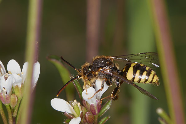 Nr.0019 - Nomada zonata m - OB - Halde Prosper Haniel - 51°32`57.56" 6°52`38.64" - (21.03.2019)