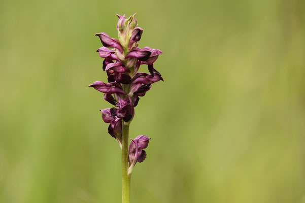 Wanzen-Knabenkraut - Orchideen-Urlaub im Allgäu vom 26.05. bis 09.06.2024