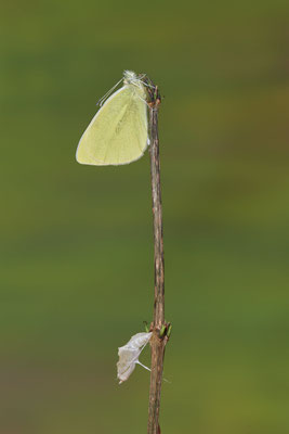Kleiner Kohlweißling / Pieris rapae - Schlupf 29.12.2021