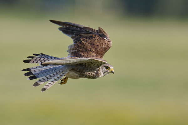 Turmfalke - Serie Flugfotos