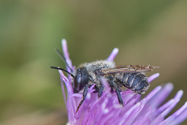  Nr.1280 - Megachile versicolor m / Bunte Blattschneiderbiene - DU-Walsum Rheindeich - 51°31`50.66"  6°41`54.13" - (03.09.2019)