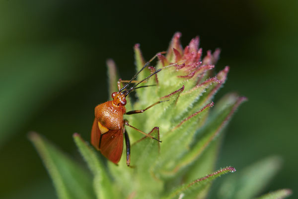 Nr.0775 - Deraeocoris ruber / Rote Weichwanze - OB im Garten - 51°31`49.60" 6°50`56.50" - (21.06.2019)