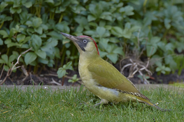 Grünspecht beackert den Rasen im Garten - (12.02.2020) - Weibchen