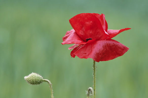 Mohn auf einer Wildwiese