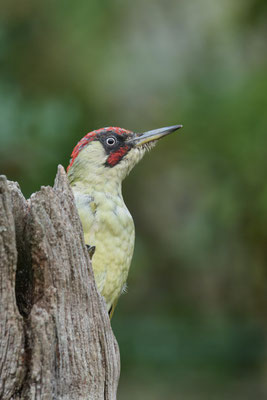 Grünspecht - Männchen