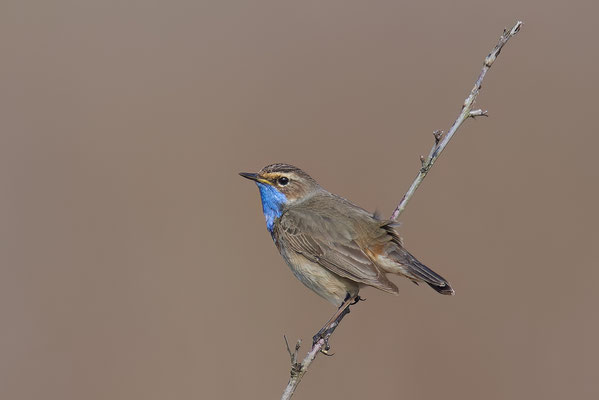 Blaukehlchen