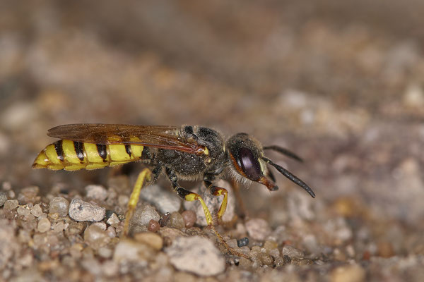 Bienenwolf