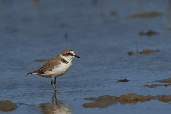 Seeregenpfeifer ( Naturpark Albufera )