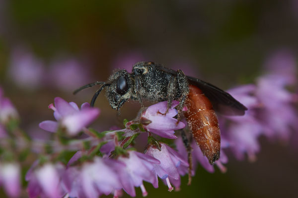 Nr.1154 - Sphecodes albilabris / Riesen-Blutbiene - WES Lippedünen Aaper Vennekes - 51°39`12.73"  6°40`40.66" - (11.08.2019)