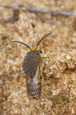 Nr.1316 - Colletes hederae / Efeu-Seidenbiene - Schlimm !!! - Befall von Triungulinen ( Larven des Ölkäfers Stenoria analis ) - OB LMB - 51°29`11.55" 6°53`53.48" - (13.09.2019)