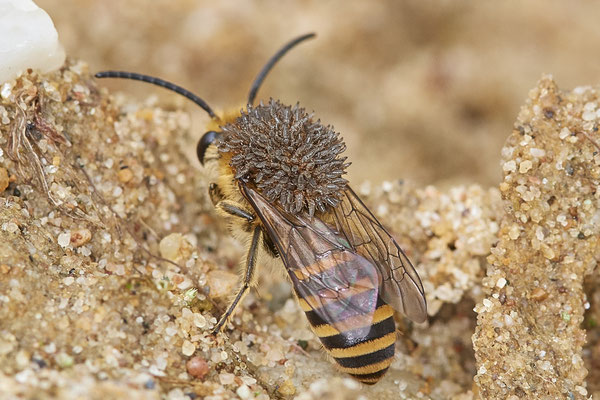 Nr.1314 - Colletes hederae / Efeu-Seidenbiene - Schlimm !!! - Befall von Triungulinen ( Larven des Ölkäfers Stenoria analis ) - OB LMB - 51°29`11.55" 6°53`53.48" - (13.09.2019)