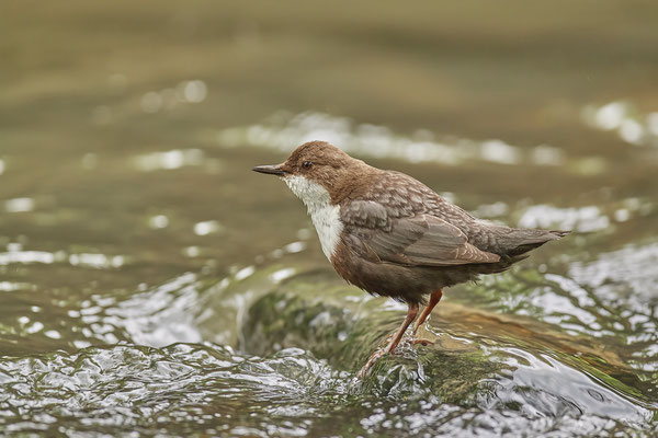 Wasseramsel - (25.05.2022)