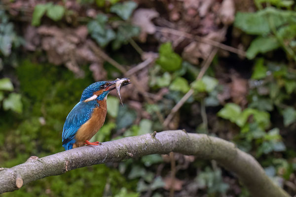 Eisvogel
