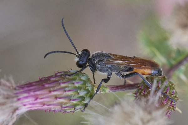 Sphex funerarius / Heuschrecken-Sandwespe - WES Drevenacker Dünen - (25.07.2020)