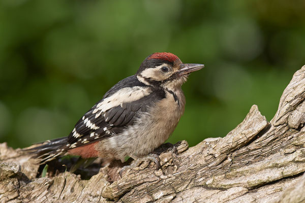 Junger Buntspecht