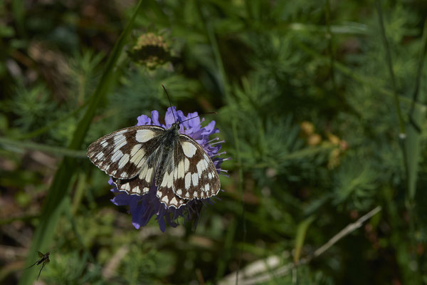 Nr.0039 - Schachbrett / Melanargia galathea - Kaiserstuhl - (23.06.2020)
