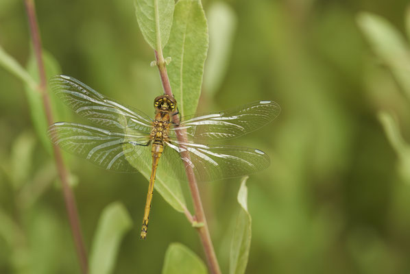 Schwarze-Heidelibelle - Waldteich