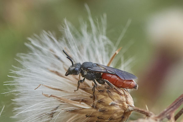 Sphecodes albilabris / Große Blutbiene - WES Drevenacker Dünen - (25.07.2020)