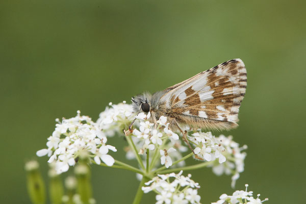 Zweibrütiger Würfel-Dickkopffalter - Auf Schmetterlingstour in der Eifel: Kalvarienberg und Lambertstal - (29.05. bis 03.06.2022)