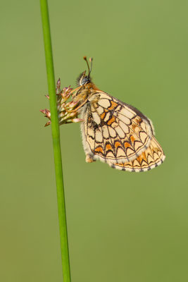 Wachtelweizen-Scheckenfalter - (Urlaub im Allgäu / Bayern vom  08.06. bis 19.06.2025)