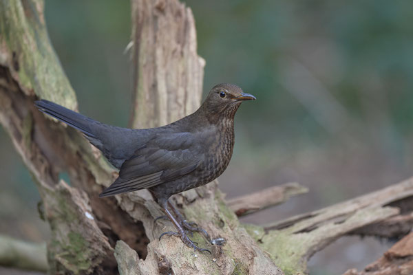 Amsel