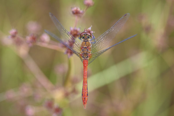 Blutrote-Heidelibelle