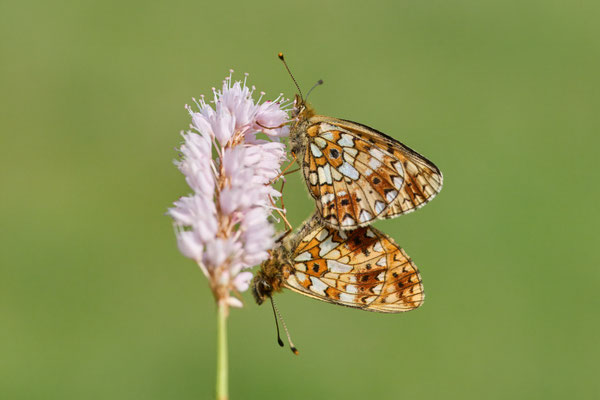 Braunfleckiger Perlmuttfalter