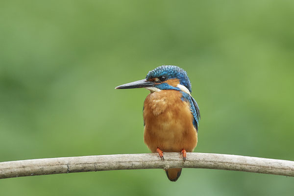 Eisvogel - (22.05.2020)