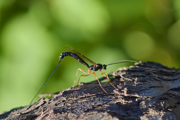Dolichomits spec.