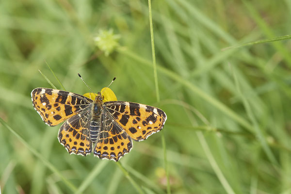 Landkärtchen - Auf Schmetterlingstour in der Eifel: Kalvarienberg und Lambertstal - (29.05. bis 03.06.2022)