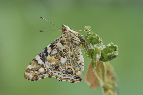 Distelfalter